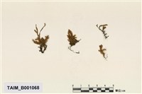 藏品(矮平苔)的圖片